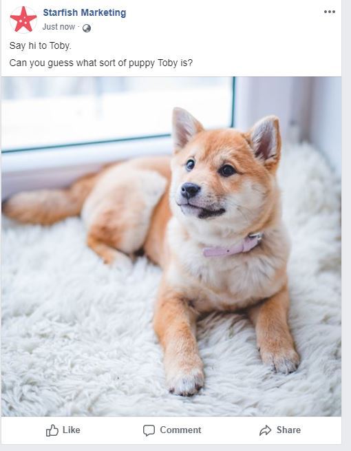 Facebook Pet Post